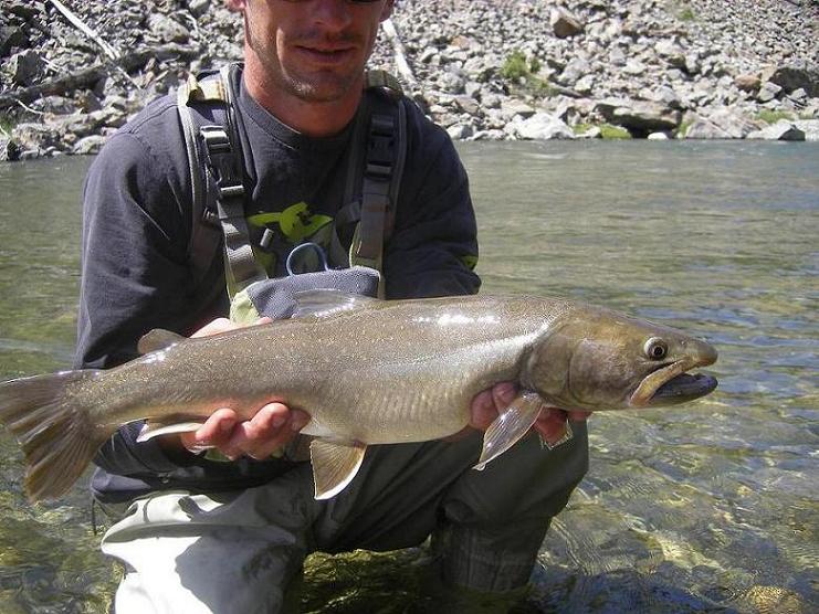 Eight Go-To Streamers for Alberta Bull Trout – Out Fly Fishing